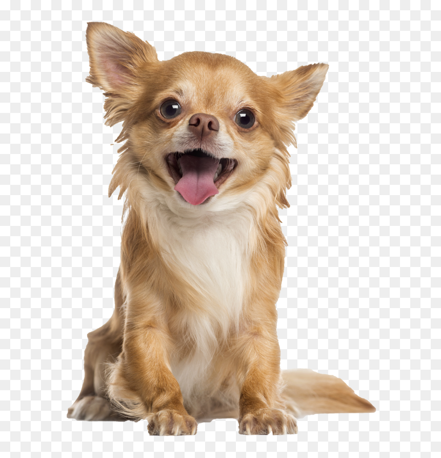 Long Haired Chihuahua Pricing - Happy Chihuahua, HD Png Download - chihuahua png