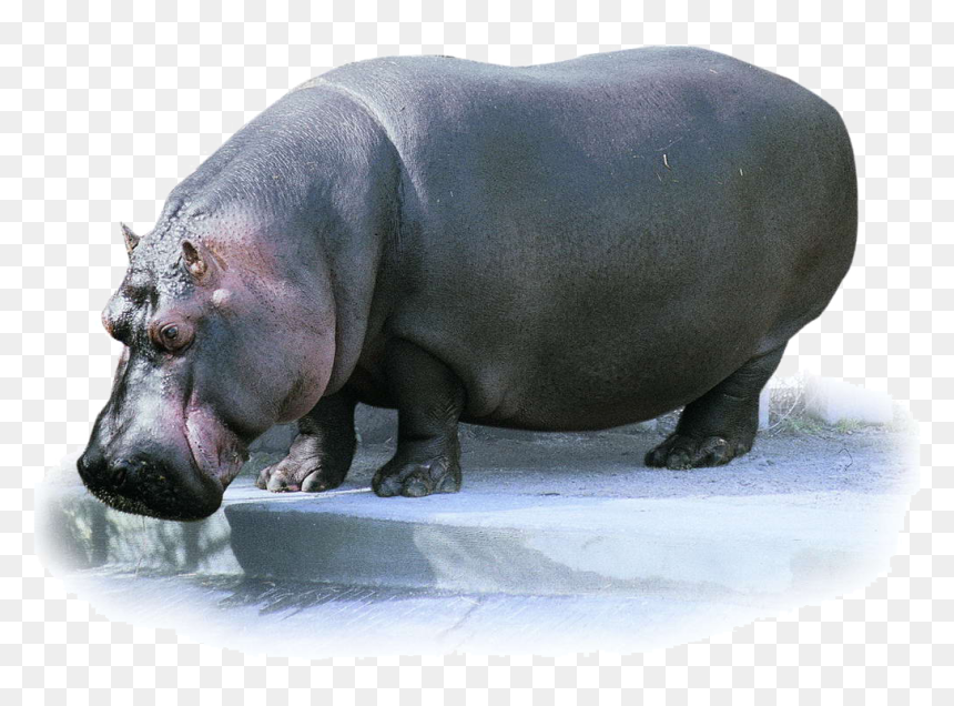 Hippo Transparent Images - Pygmy Hippo Png, Png Download - hippo png