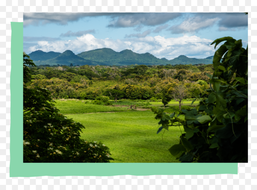 Conservation-inset - Plantation, HD Png Download - vegetation png