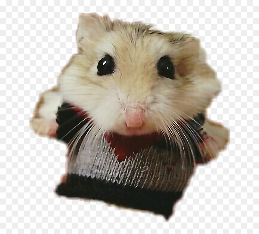 Thumb Image - Hamster In A Sweater, HD Png Download - hamster png