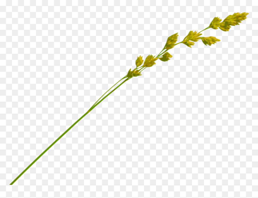 Grass Straw Png - Hay Straw Png, Transparent Png - straw png