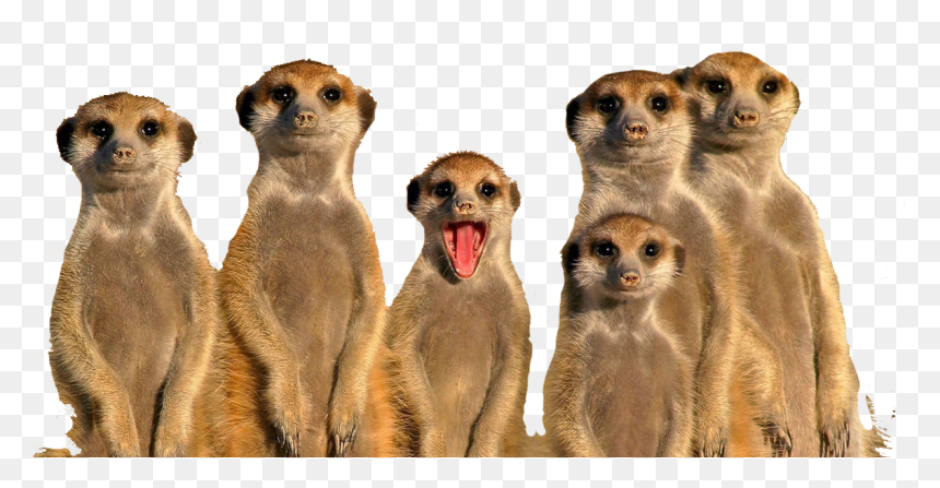 Animal That Live In Groups, HD Png Download - meerkat png