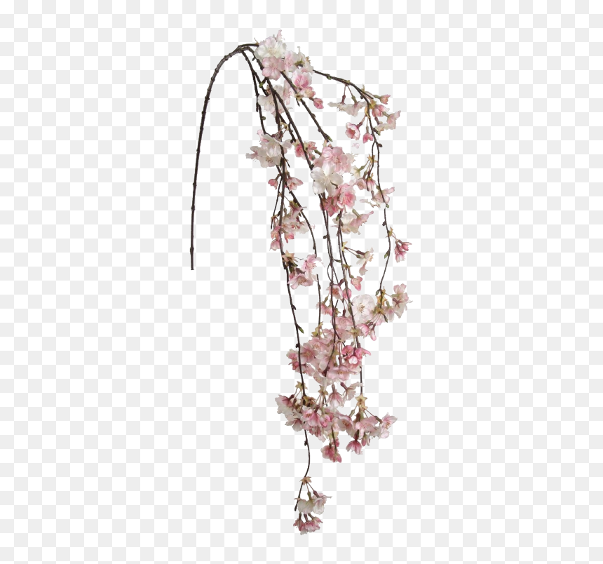 Hanging Cherry Blossom Png, Transparent Png - cherry blossom emoji png