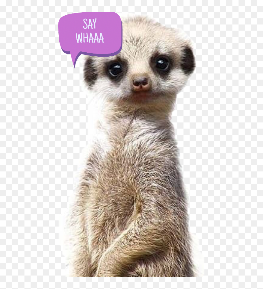 Safari Baby Animal Prints, HD Png Download - meerkat png