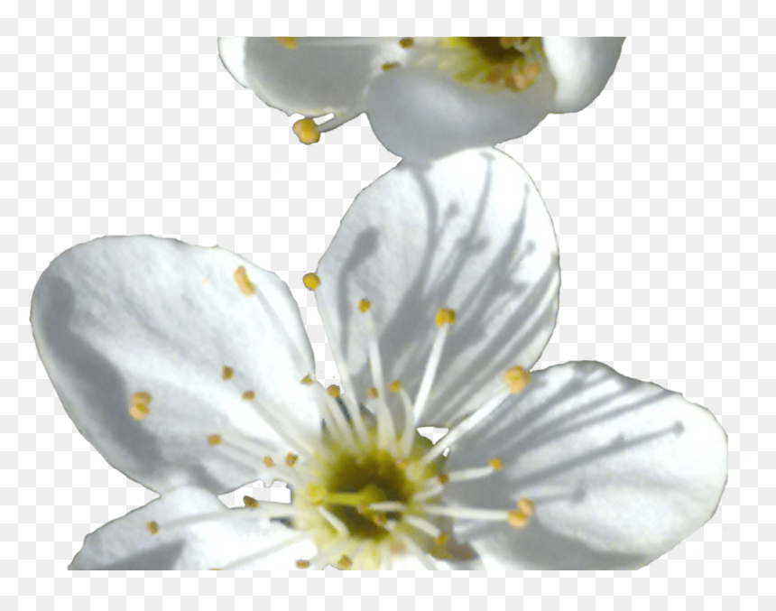 White Cherry Blossom Transparent, HD Png Download - cherry blossom emoji png