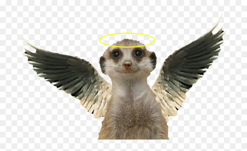 Transparent Background Meerkat, HD Png Download - meerkat png