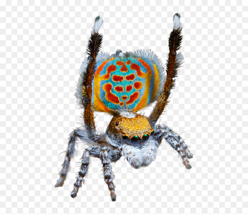 Questacon Spiders Ar, HD Png Download - transparent spider png