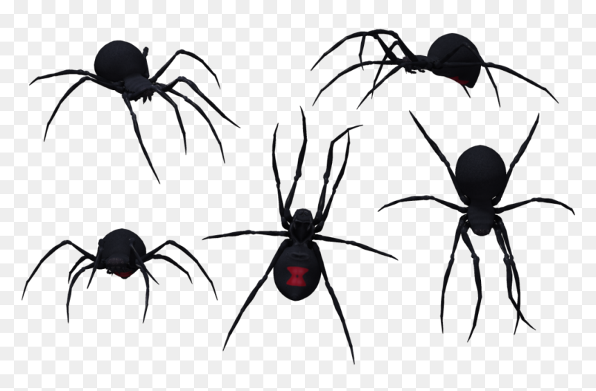 Black Widow Spider Silhouette, HD Png Download - transparent spider png
