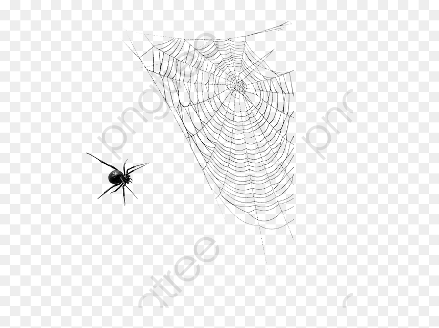 Tela De Araña Real Png, Transparent Png - transparent spider png