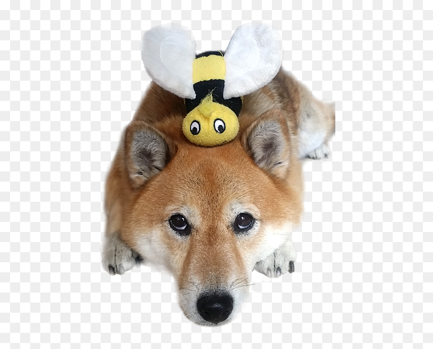 Honeybee, HD Png Download - dog toys png