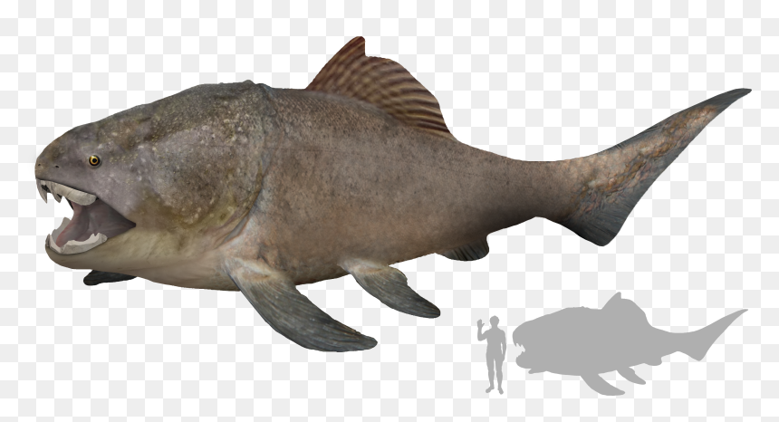 Dunkleosteus Size, HD Png Download - fish scales png