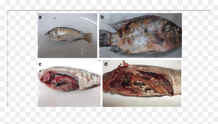 Streptococcus Agalactiae In Nile Tilapia, HD Png Download - fish scales png
