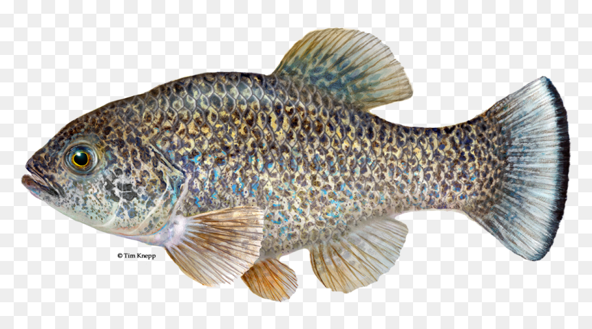Comanche Springs Pupfish, HD Png Download - fish scales png