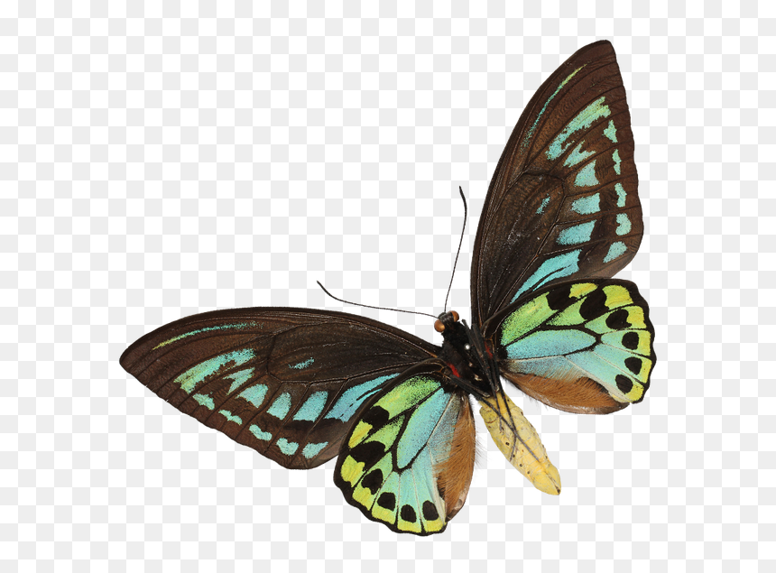 Brush-footed Butterfly, HD Png Download - fish scales png