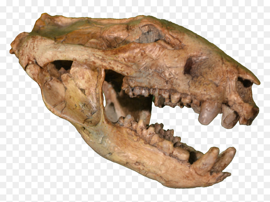Didelphodon Vorax, HD Png Download - dinosaur skull png