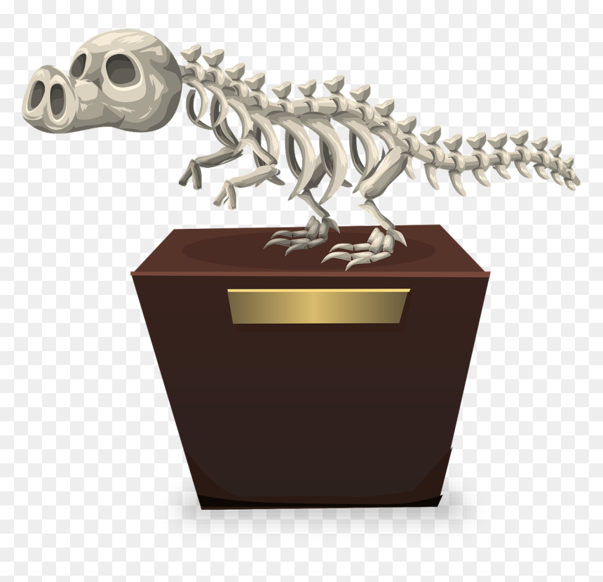 ซากดึกดำบรรพ์ การ์ตูน Png, Transparent Png - dinosaur skull png