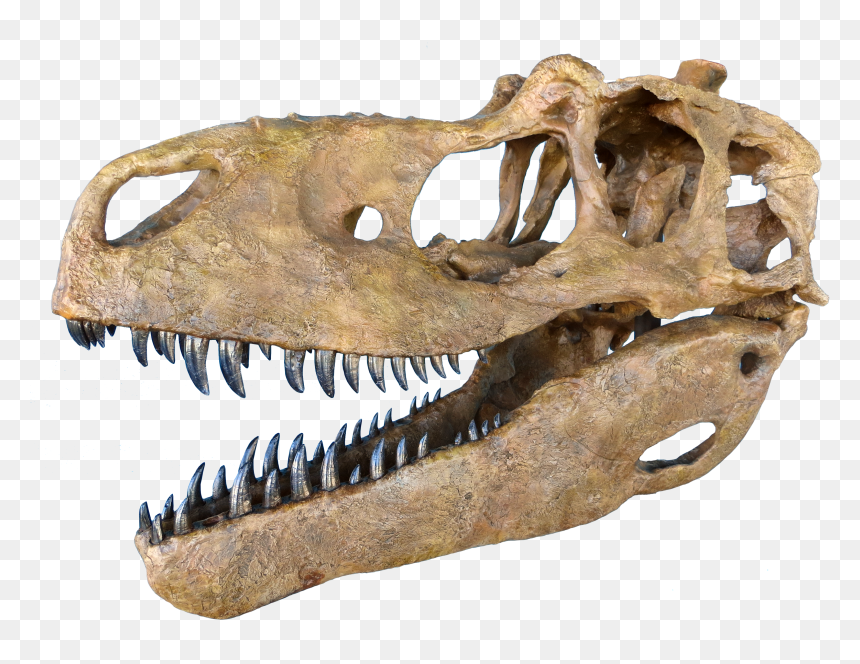 Judith River Formation Daspletosaurus, HD Png Download - dinosaur skull png