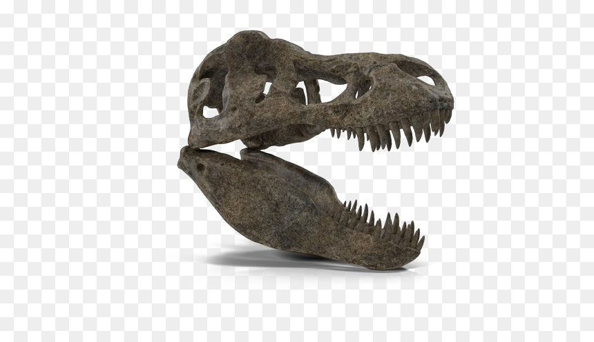 Tyrannosaurus, HD Png Download - dinosaur skull png