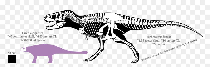 Pin 551 1 Tarbosaurus, HD Png Download - dinosaur skull png