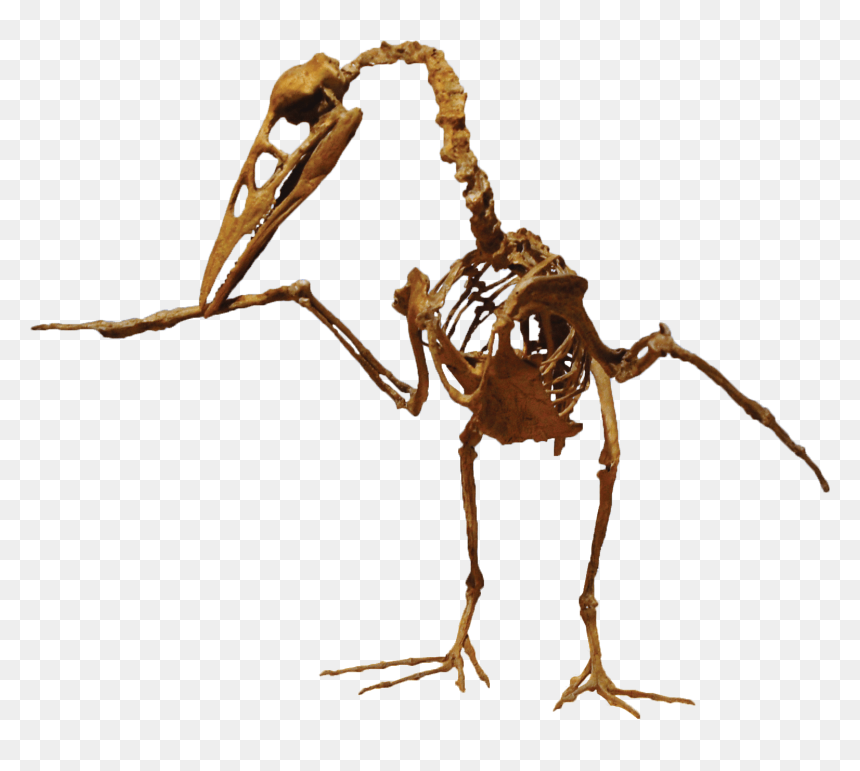 Ichthyornis Dispar, HD Png Download - dinosaur skull png