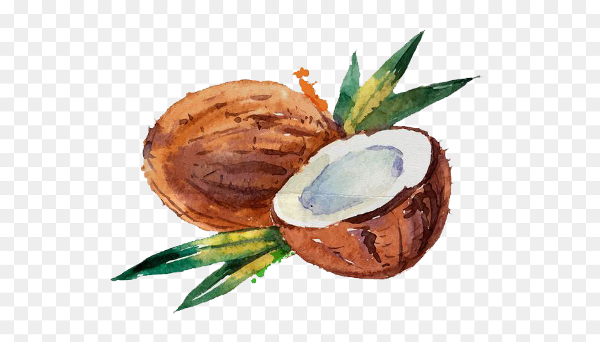 Coconut Watercolor, HD Png Download - coconut drink png