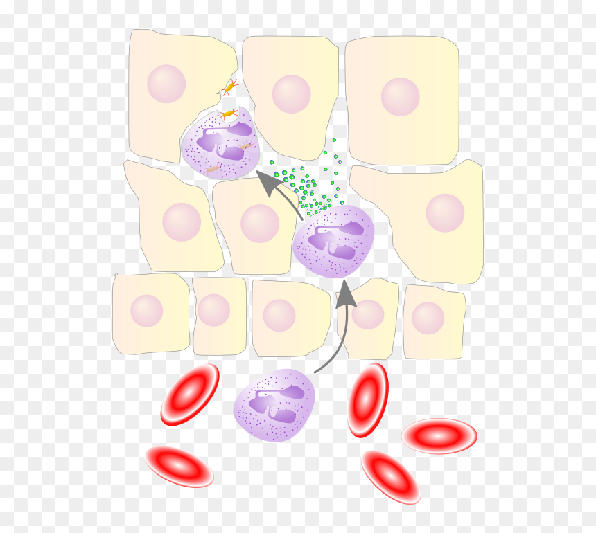 Neutrophil Granulocyte Migrates From The Blood Vessel - Interleukin 8 Chemotaxis Leukocytes, HD Png Download - blood smear png