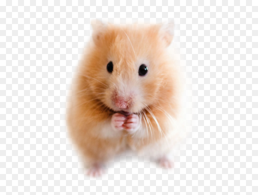 Mouse, HD Png Download - hamster png