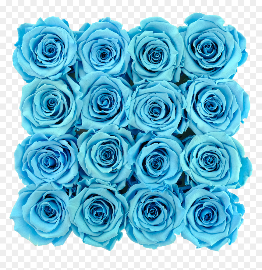 Blue Preserved Roses - Floribunda, HD Png Download - blue rose png