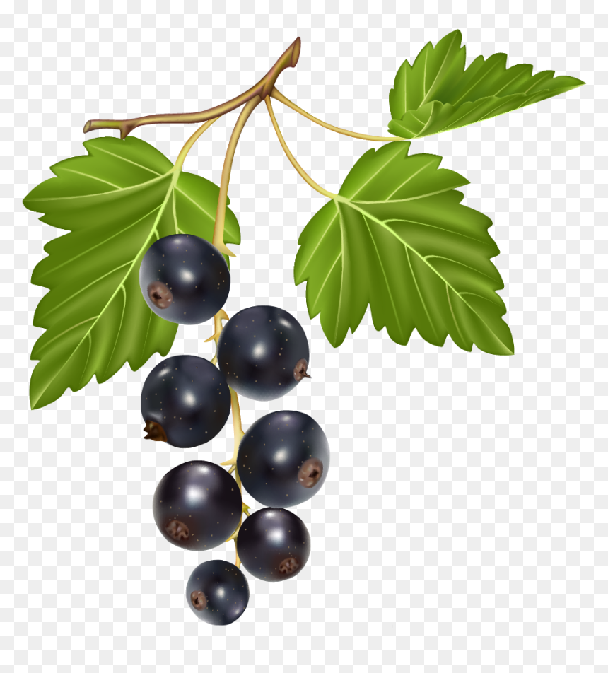 Blueberries Png Clipart - Clipart Transparent Png Black Currants Png, Png Download - blueberries png