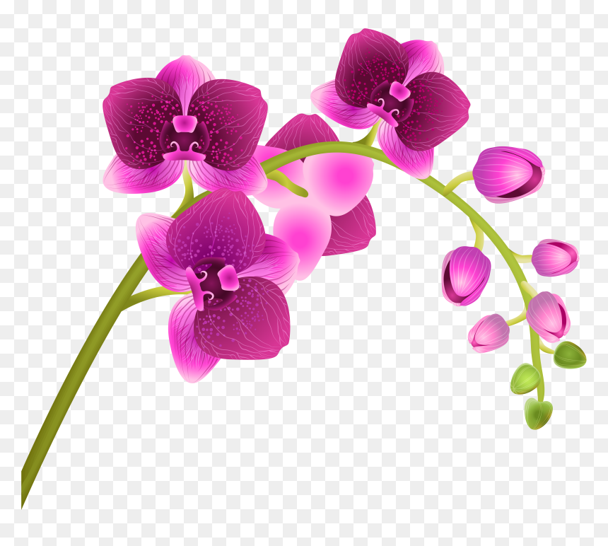 Free Orchid Clipart - Orchid Flower Clipart, HD Png Download - orchid png