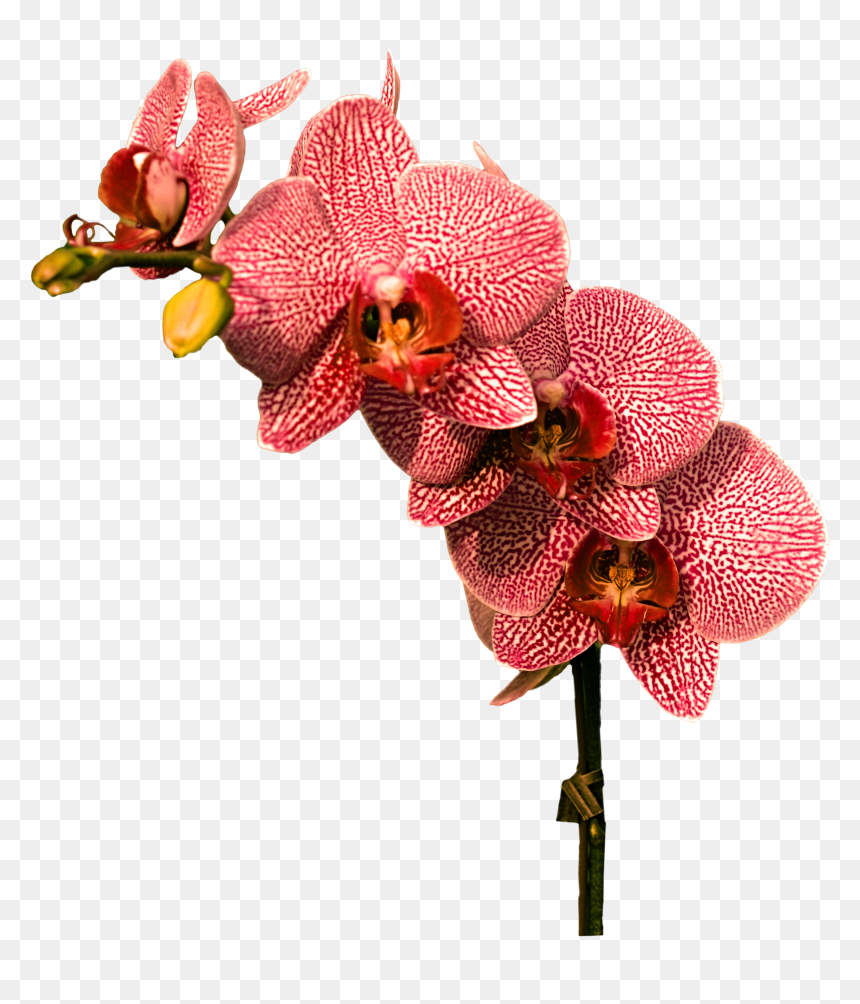 Orchid - Orchid Png, Transparent Png - orchid png
