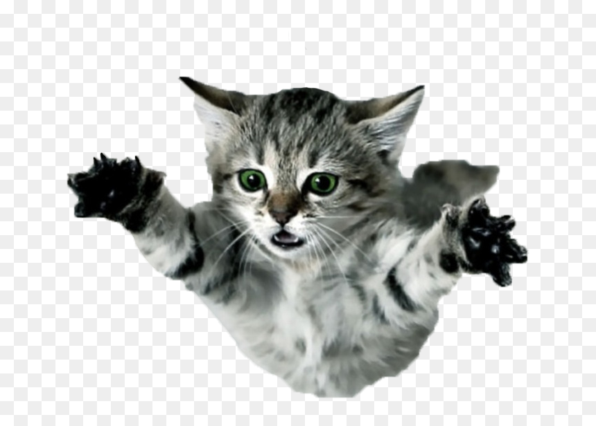 Thumb Image - Flying Cat Png, Transparent Png - cat.png