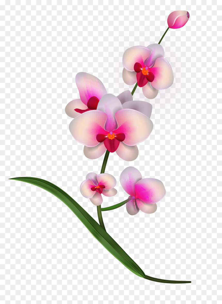 Pink Orchids Png Clipart Transparent Png , Png Download - Transparent Background Orchid Clip Art, Png Download - orchid png