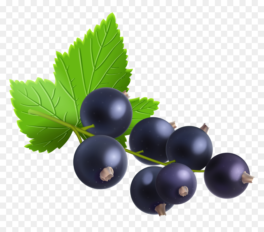 Berries Berry Blueberries Free Vector Graphic On Pixabay - Blackcurrant Png, Transparent Png - blueberries png