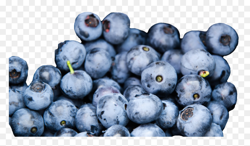 Wild Blueberries, Credit - Food In The Boreal Forest, HD Png Download - blueberries png