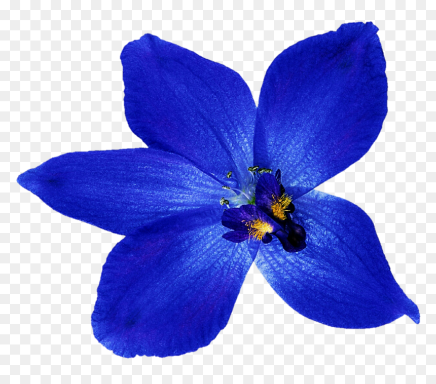 Thumb Image - Blue Orchid Clip Art, HD Png Download - orchid png