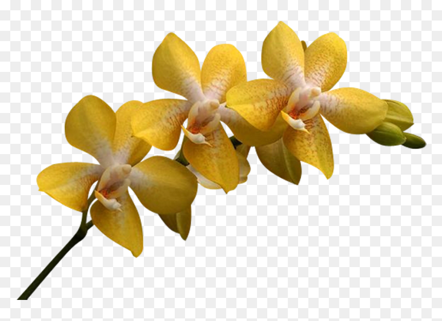 Png Клипарт "beautiful Orchids Flower - Yellow Orchid Png Transparent, Png Download - orchid png