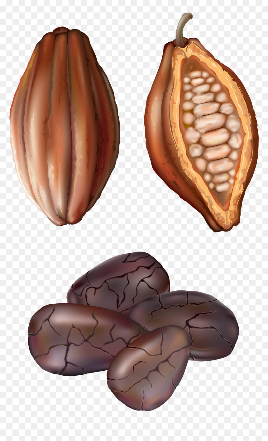 Cocoa Nut Png Clip Art - Cocoa Clipart, Transparent Png - nut png