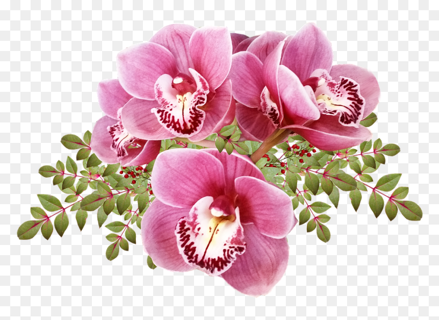 Orquideas Png, Transparent Png - orchid png