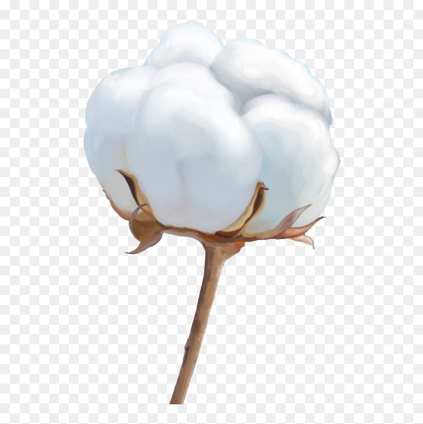 Organic Cotton Png Image File - Flower Cotton, Transparent Png - cotton png