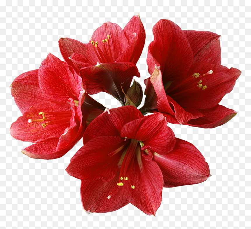 Flowers Image Png Hd, Transparent Png - orchid png