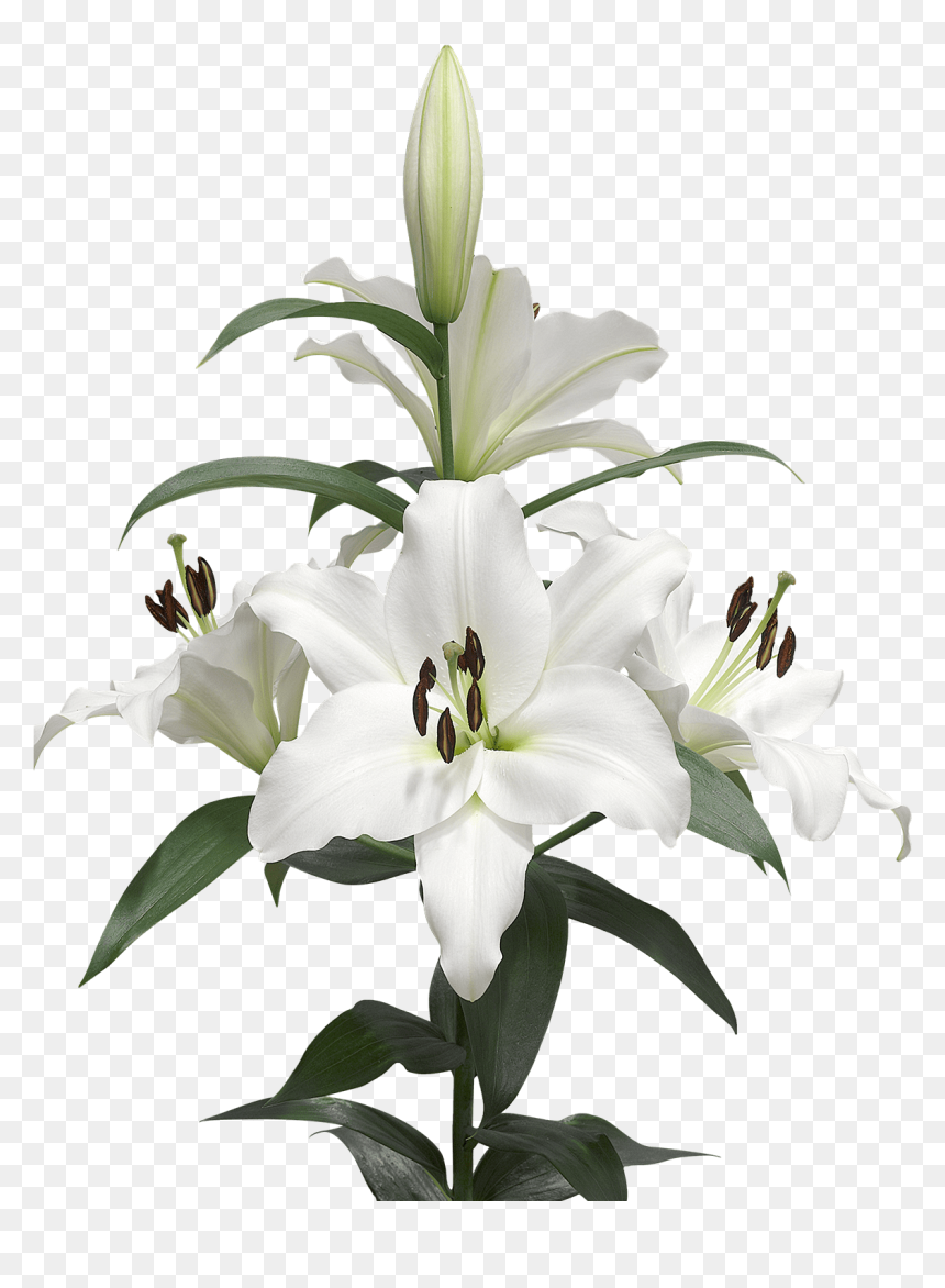 A Few Lilies - Lily Bulb Png, Transparent Png - lily png