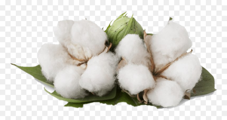 Benefits Of Cotton Plant, HD Png Download - cotton png