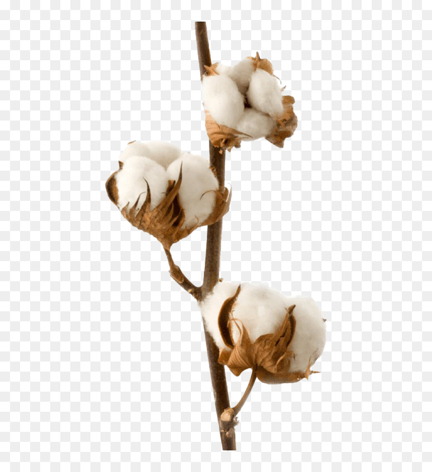 Organic Cotton Png High Quality Image - Diffuseur Parfum Fleur D Oranger, Transparent Png - cotton png