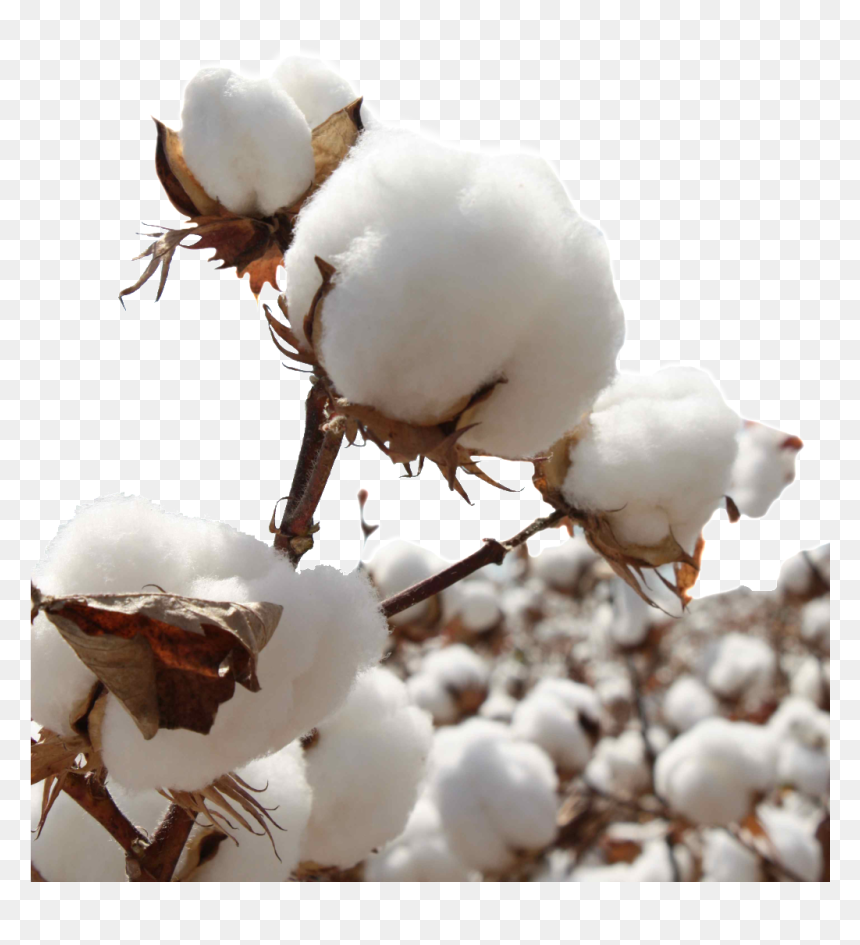 Outdoor Cotton Branches Transparent Decoration - Bt Cotton Images Download, HD Png Download - cotton png