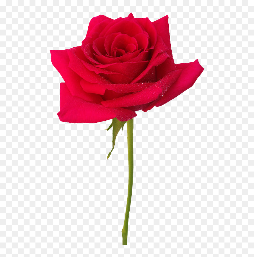 Rose Background Png - Rose Background, Transparent Png - background.png