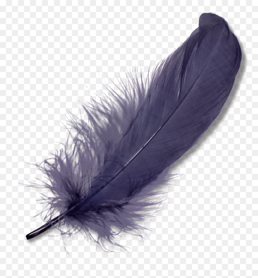 Purple Feather Clip Arts - Feather Png, Transparent Png - feather vector png