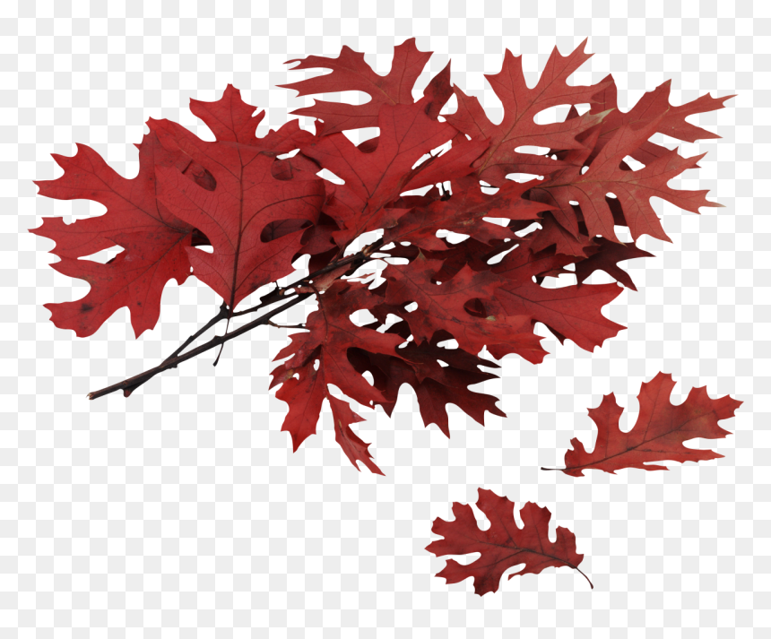 Autumn Leaf Png Image, Transparent Png - thanksgiving leaves png