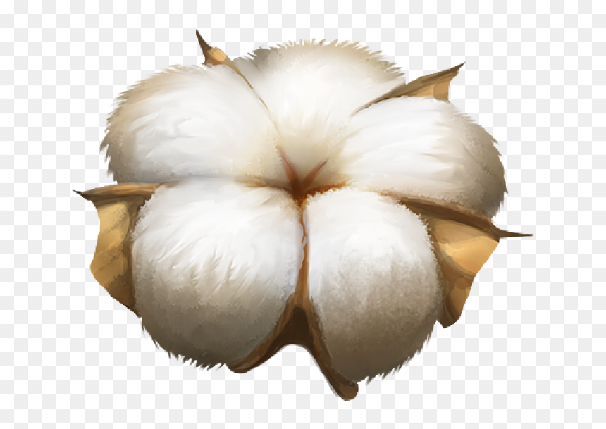 Cotton Plant Png Image - Transparent Background Cotton Flower Png, Png Download - cotton png