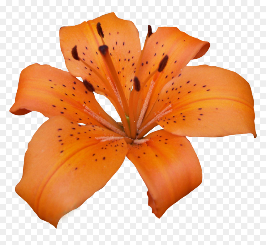 Download Lily Png Pic - Orange Lilies Png, Transparent Png - lily png